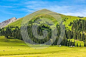 Grassland in nalati,Xinjiang photo