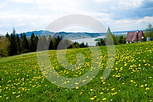 Grassland, Niedzica, Poland