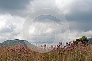 GRASSLAND AND POMPOM FLOWERS AGAINST A HILL UNDER A CLOUDY SKY