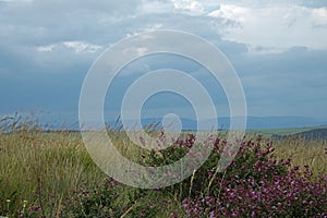 GRASSLAND WITH PURPLE FLOWERS ON SHRUB UNDER CLOUDY SKY