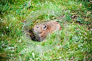 Grassland Rat