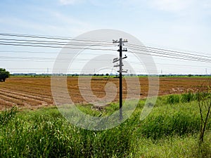 Grassland and Rice fields,Nature Color green Background Blue Sky,Grass flowers