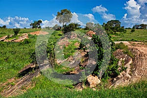 Grassland with rocks savanna. Tsavo West, Kenya, Africa