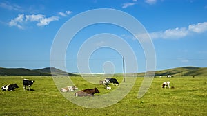 Grassland scenery