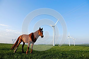 Grassland scenery