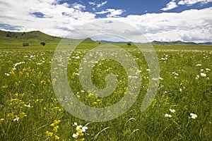 grassland and sky photo