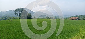 Grassland sky nature