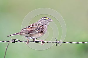 Grassland Sparrow (Ammodramus humeralis), isolated, perched on a barbed wire fence photo