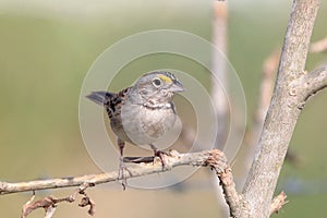 Grassland Sparrow (Ammodramus humeralis) perched on a branch on a blurred background photo