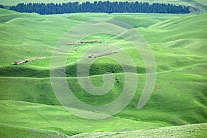 Grassland in summer