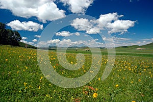 Grassland Summer photo