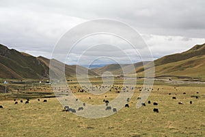 Grassland in Tibet