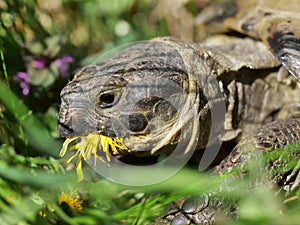 Grassland  tortoise eating dandelion