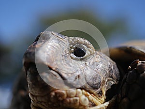 Grassland tortoise testudo horsfieldii