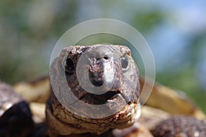 Grassland tortoise testudo horsfieldii