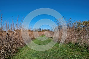 Grassland trail thru a meadow