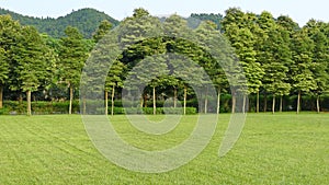 Grassland and trees