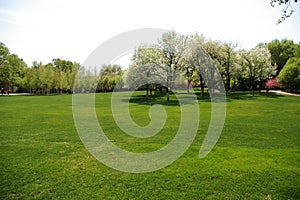 Grassland and trees