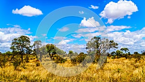 Grassland and Trees in the Savanna landscape in Kruger National Park