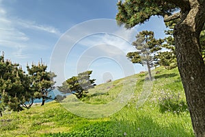 Grassland and trees on a slope