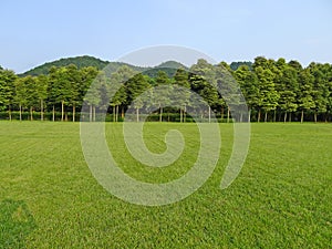 Grassland and trees under blue sky