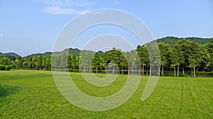 Grassland and trees under blue sky