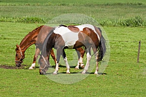Grassland with two grazing horses