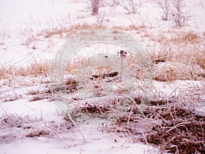 Grassland in winter