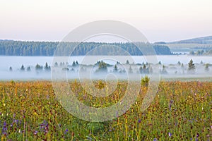 Grassland and woods in fog in the morning