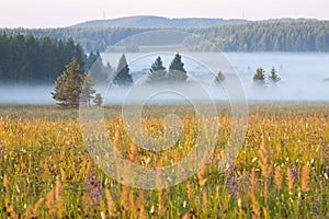 Grassland and woods in fog in the morning