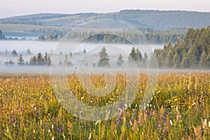 Grassland and woods in fog in the morning