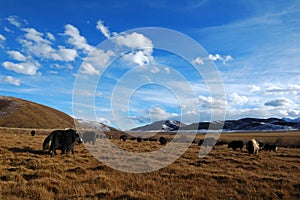 Grassland and yak