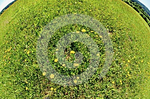 Grassland with yellow dandelions