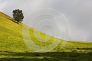 Grasslands in Kohala