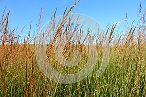 Grasslands Landscape Illinois