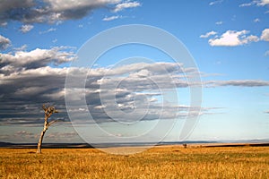 Grasslands of the Masai Mara