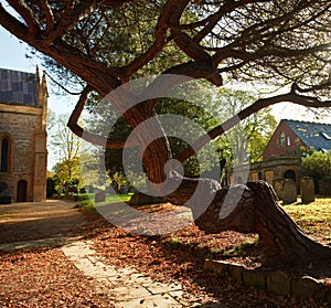 An old twisted tree in a churchyard.