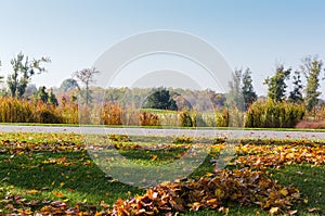 Grassplot covered with grass and fallen leaves against autumn forest photo