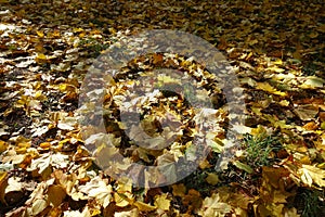 Grassplot covered with yellow and brown maple leaves