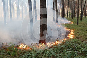 Grassroots fire in a pine forest photo