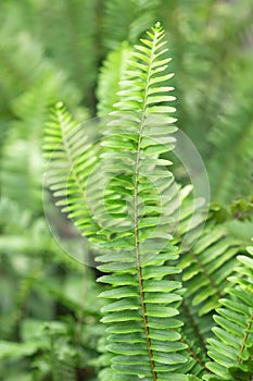 Grassy background green fern in soft focus