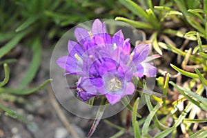 `Grassy Bells` flowers - Edraianthus Tenuifolius