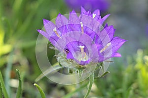 `Grassy Bells` flowers - Edraianthus Tenuifolius