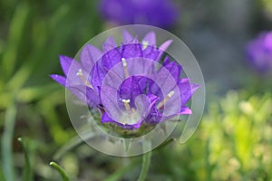 `Grassy Bells` flowers - Edraianthus Tenuifolius