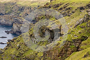 Grassy cliffs with rocks at Hermaness national nature reserve, Shetland