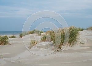 Grassy dunes on the island of Terschelling