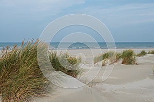 Grassy dunes on the island of Terschelling