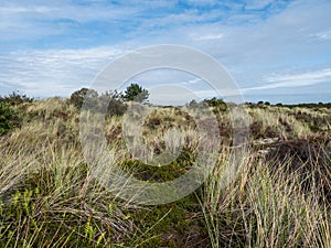 Grassy dunes on the island of Terschelling