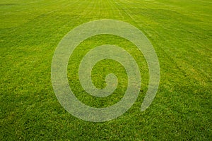 Grassy Field photo