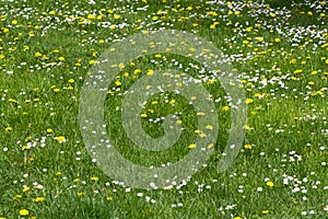 Grassy field background photo